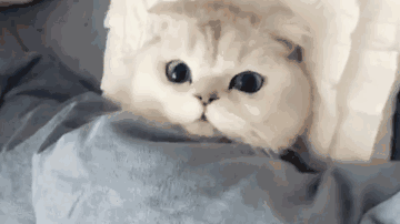 走近科学之深夜魔眼